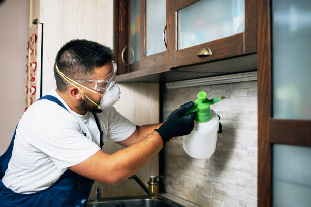 Best Flea Control Services  in Osceola, AR