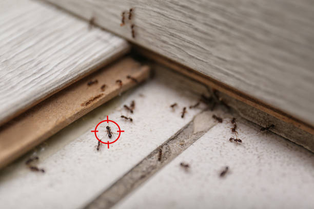 Best Pest Removal Services  in Osceola, AR