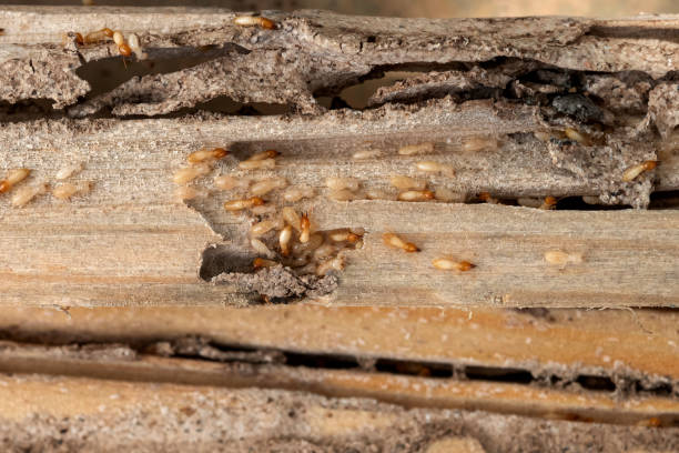 Flea Control Services in Osceola, AR