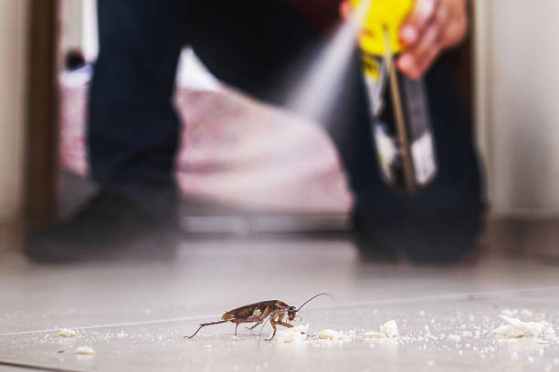 Best Termite Control Services  in Osceola, AR