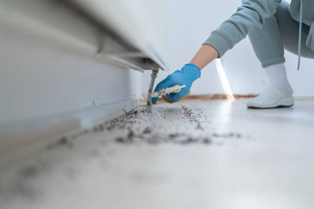 Best Affordable Pest Control Services  in Osceola, AR
